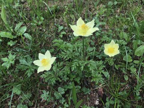 Imagem de Pulsatilla alpina subsp. apiifolia (Scop.) Nyman