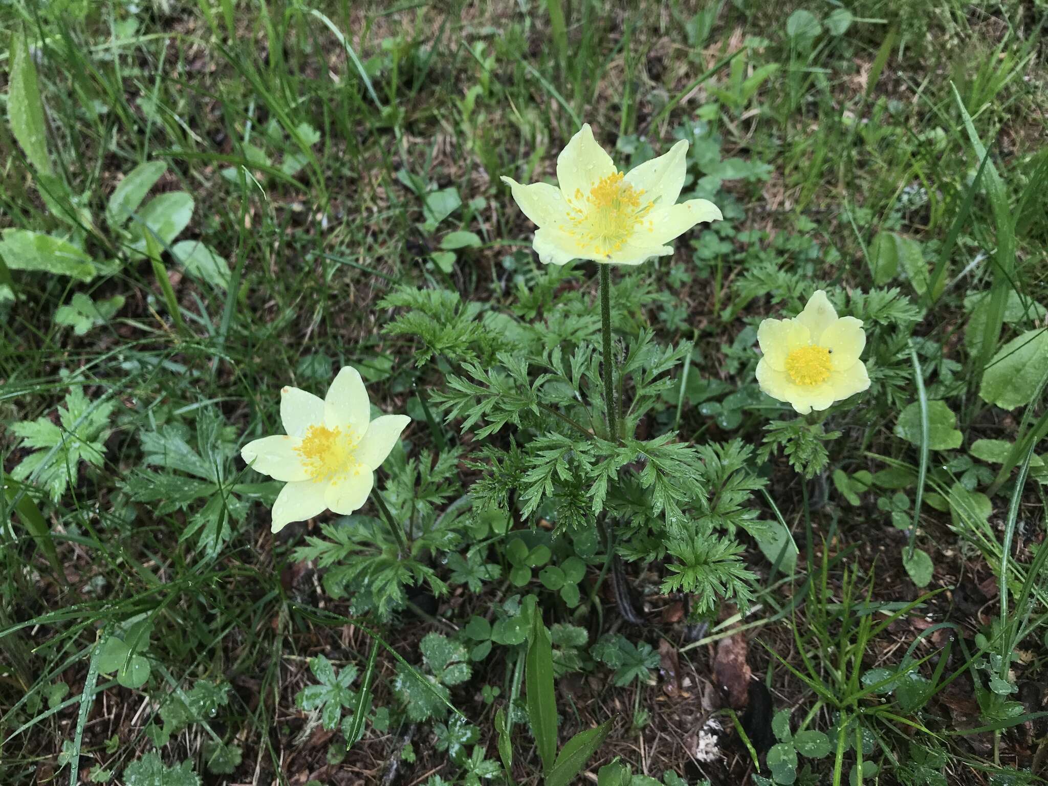 صورة Pulsatilla alpina subsp. apiifolia (Scop.) Nyman