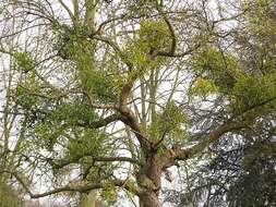 Image of European mistletoe