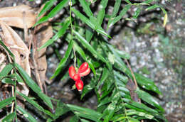 Image of Pothos longipes Schott