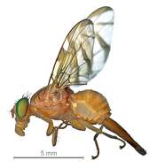 Image of Mexican Fruit Fly