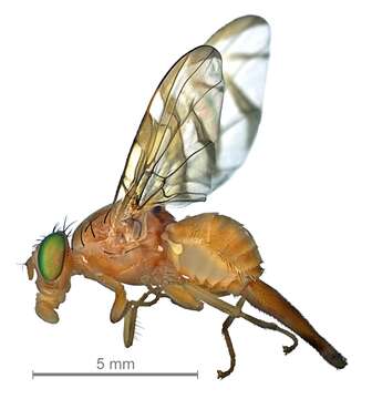 Image of Mexican Fruit Fly