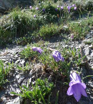 Image of Provence Bellflower