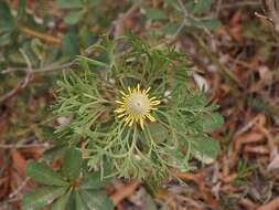 Imagem de Isopogon anemonifolius (Salisb.) Knight