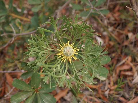 Image of Isopogon anemonifolius (Salisb.) Knight