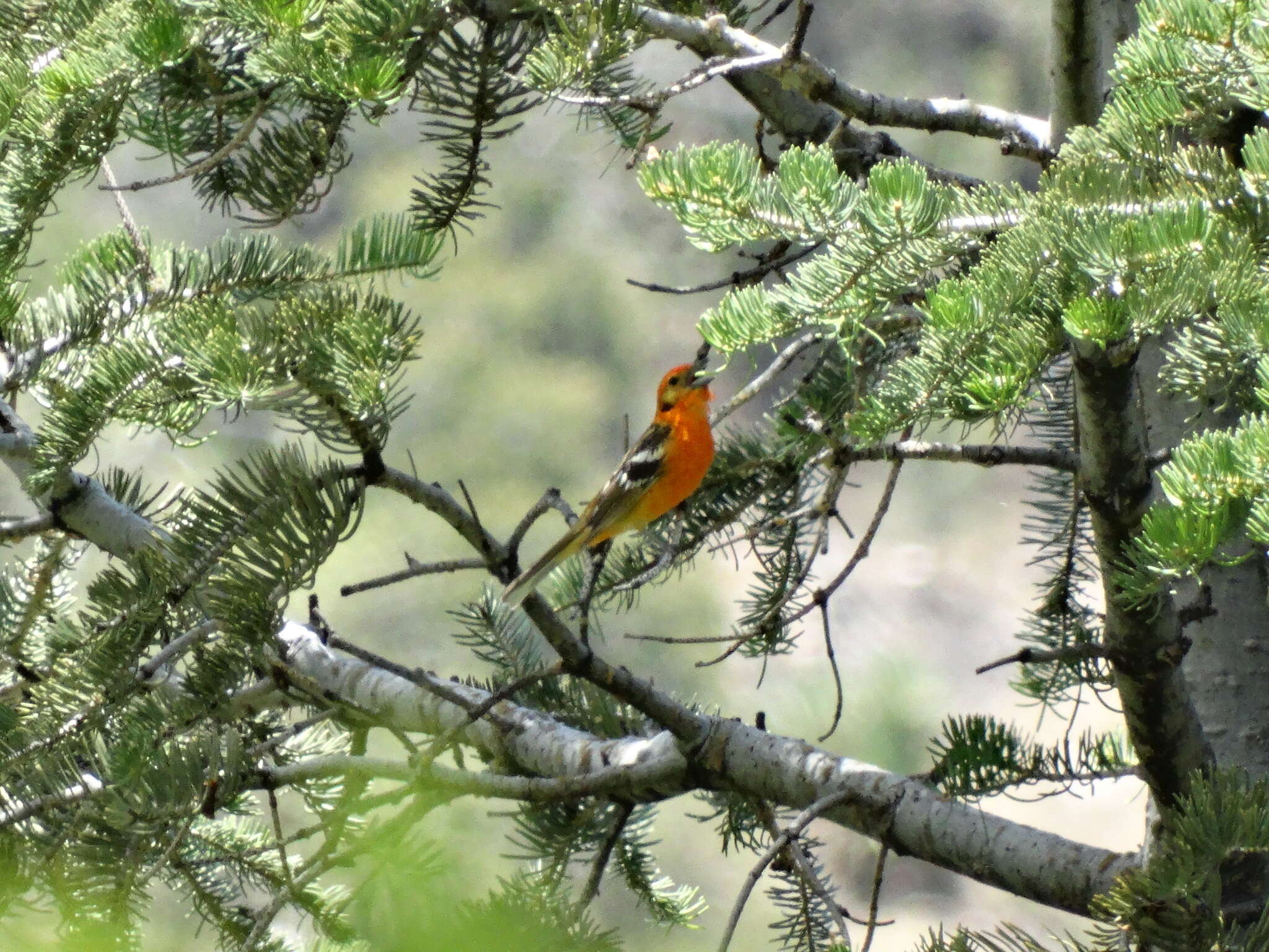 Image of Flame-colored Tanager