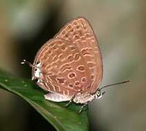 Image of Arhopala pseudomuta Staudinger 1889