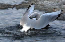 Image of Black-headed Gull