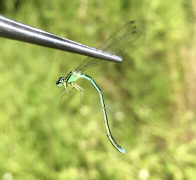 Image of Coenagrion ecornutum (Selys ex Selys & McLachlan 1872)