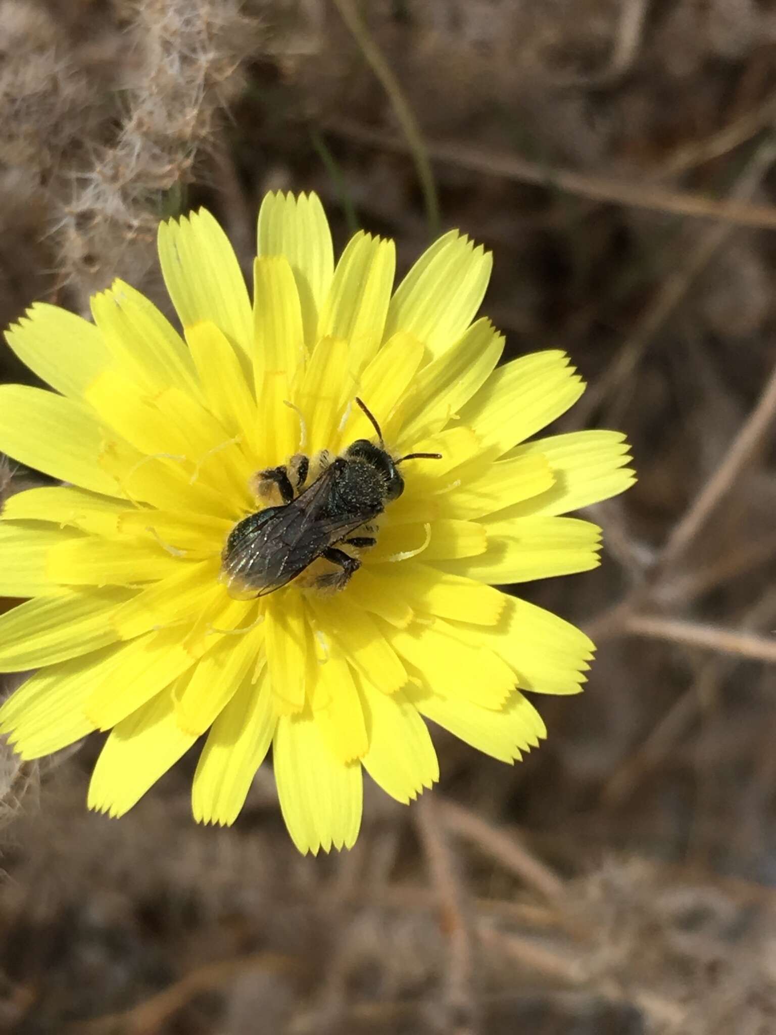 Andrena olivacea Viereck 1917 resmi