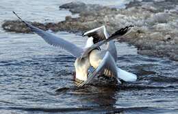 Image of Black-headed Gull