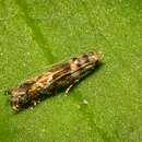 Holophysis emblemella Clemens 1860 resmi