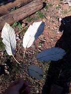 Image of Handroanthus albus (Cham.) Mattos
