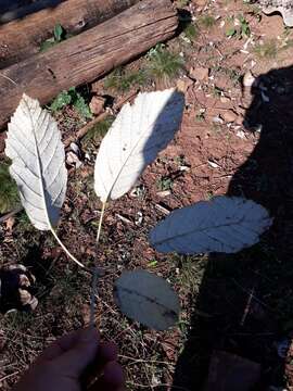 Image de Handroanthus albus (Cham.) Mattos