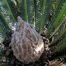 Image of Cycad