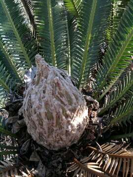 Image of Cycad