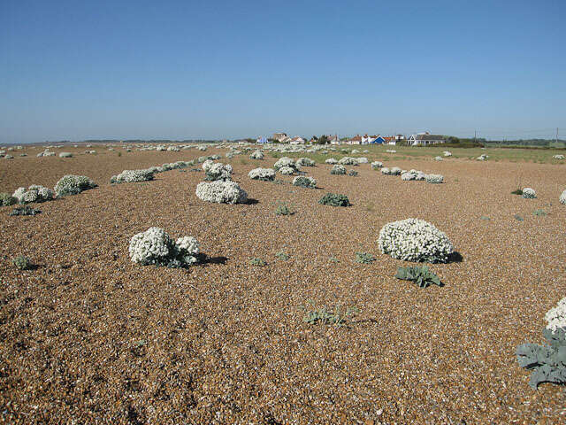 Image of sea kale