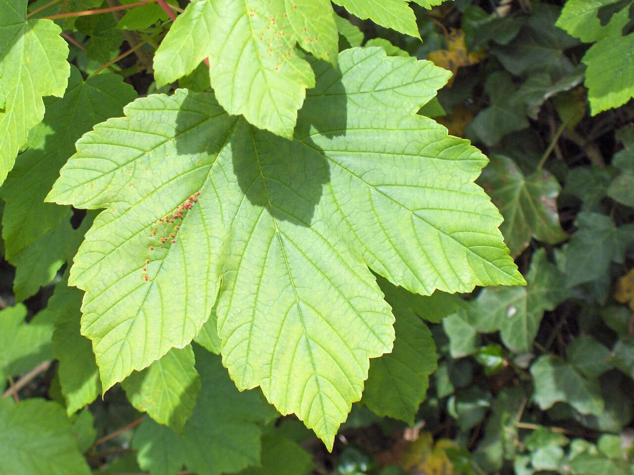 Imagem de Acer pseudoplatanus L.