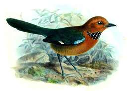 Image of Crossley's Ground Roller