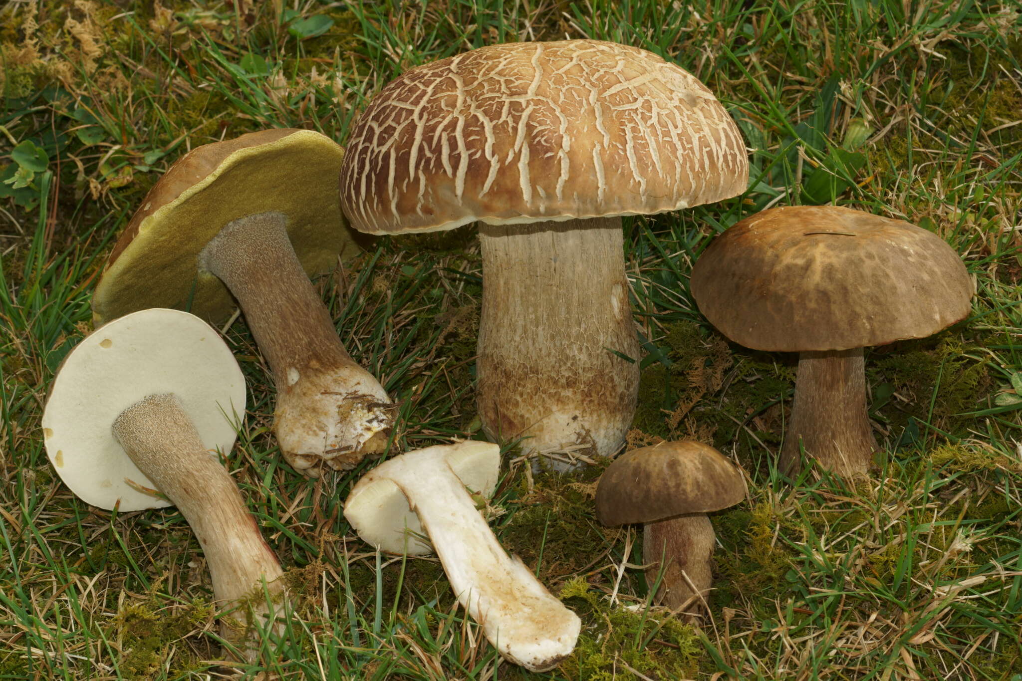 Sivun Boletus variipes Peck 1888 kuva