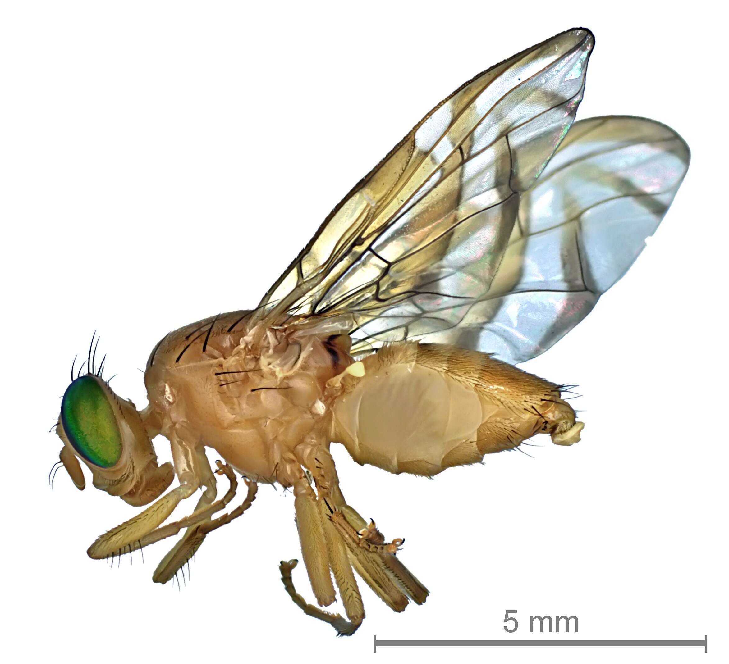 Image of Mexican Fruit Fly