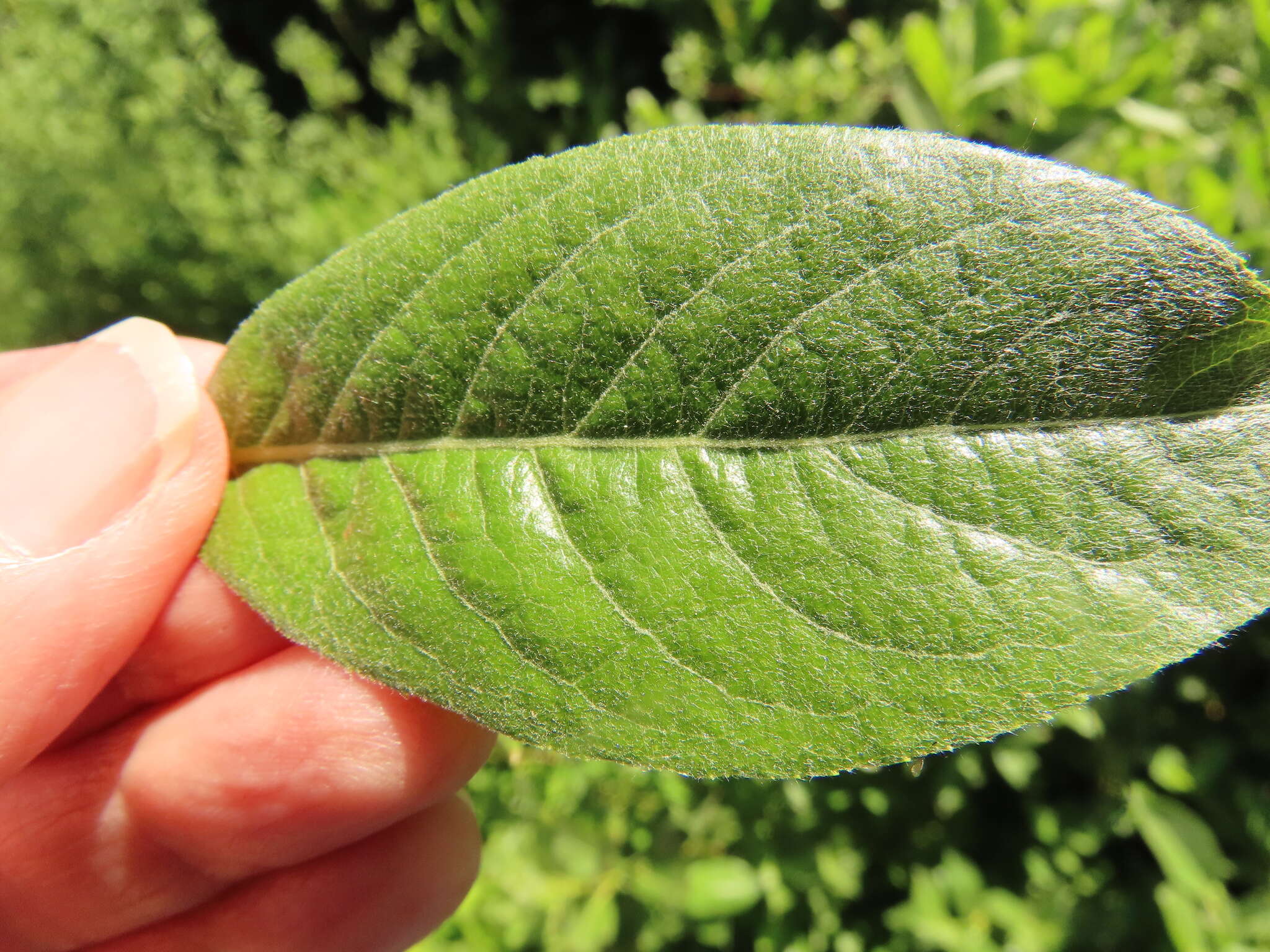 Image of Under-Green Willow