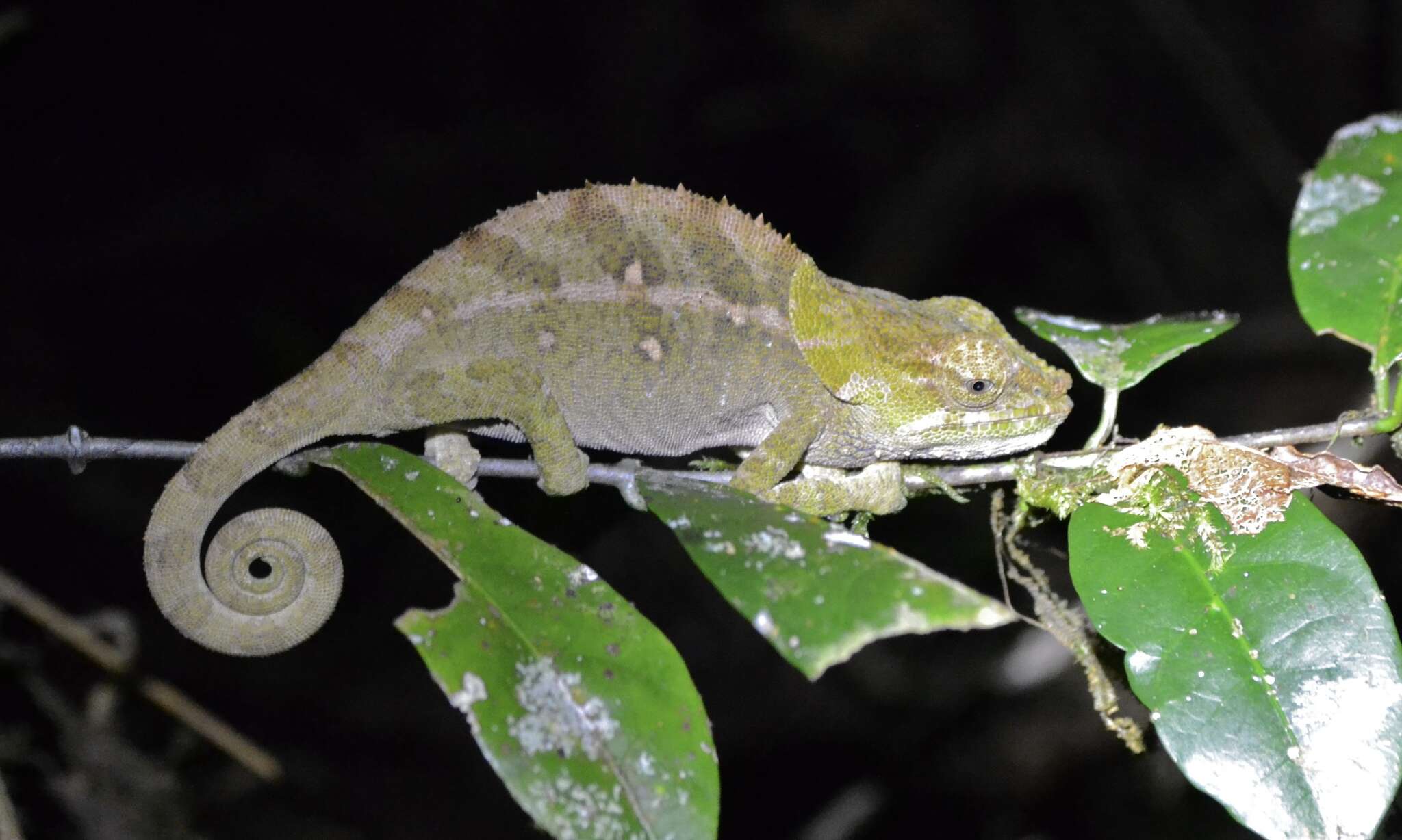 Image of Yellow-green Chameleon