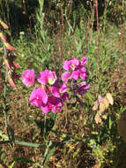 Image of Everlasting pea