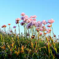 Image of thrift seapink