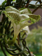 Image de Ceropegia