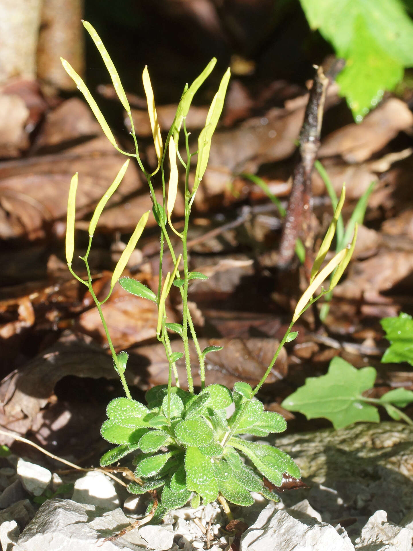 Image of Arabis stellulata Bertol.