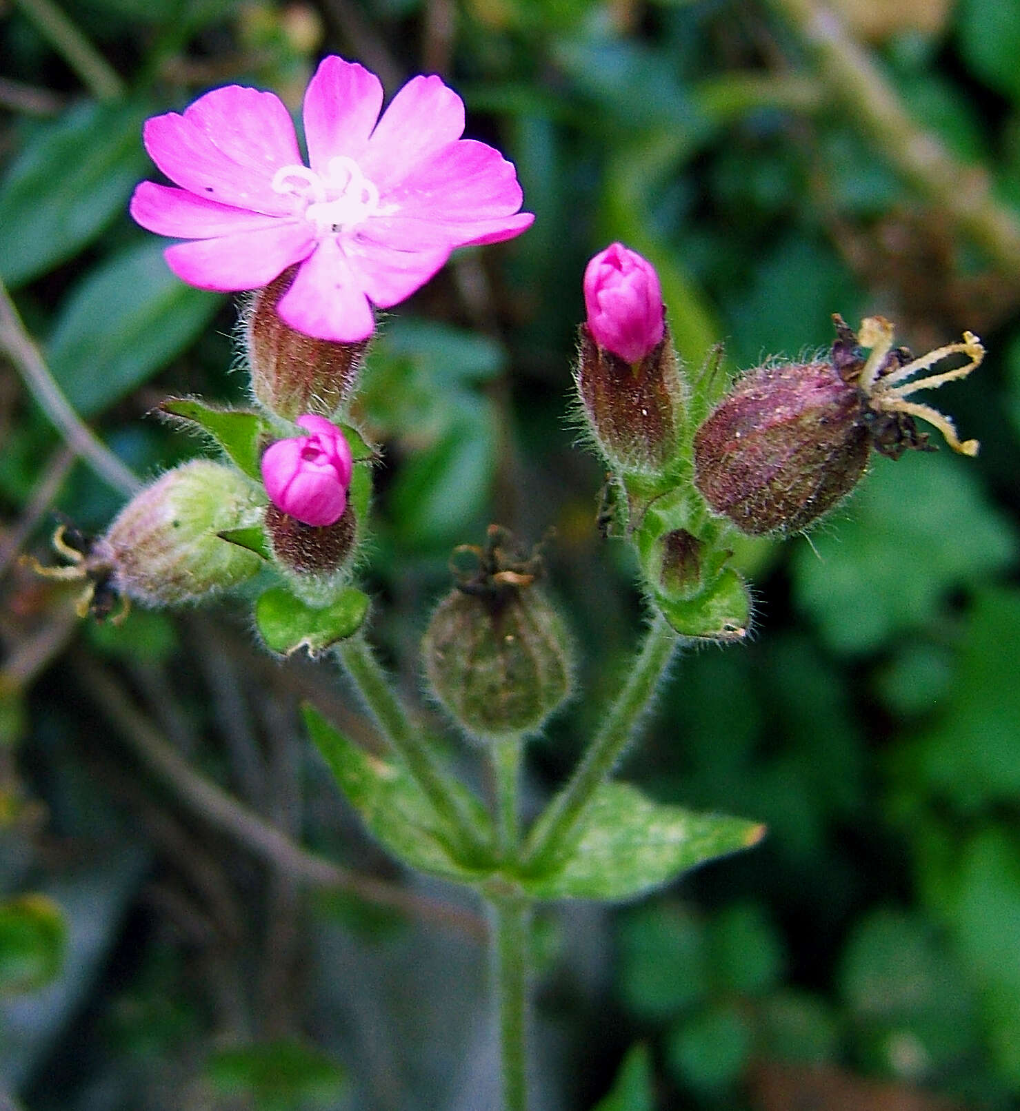 صورة Silene dioica (L.) Clairv.