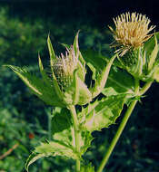 Image of Cabbage Thistle