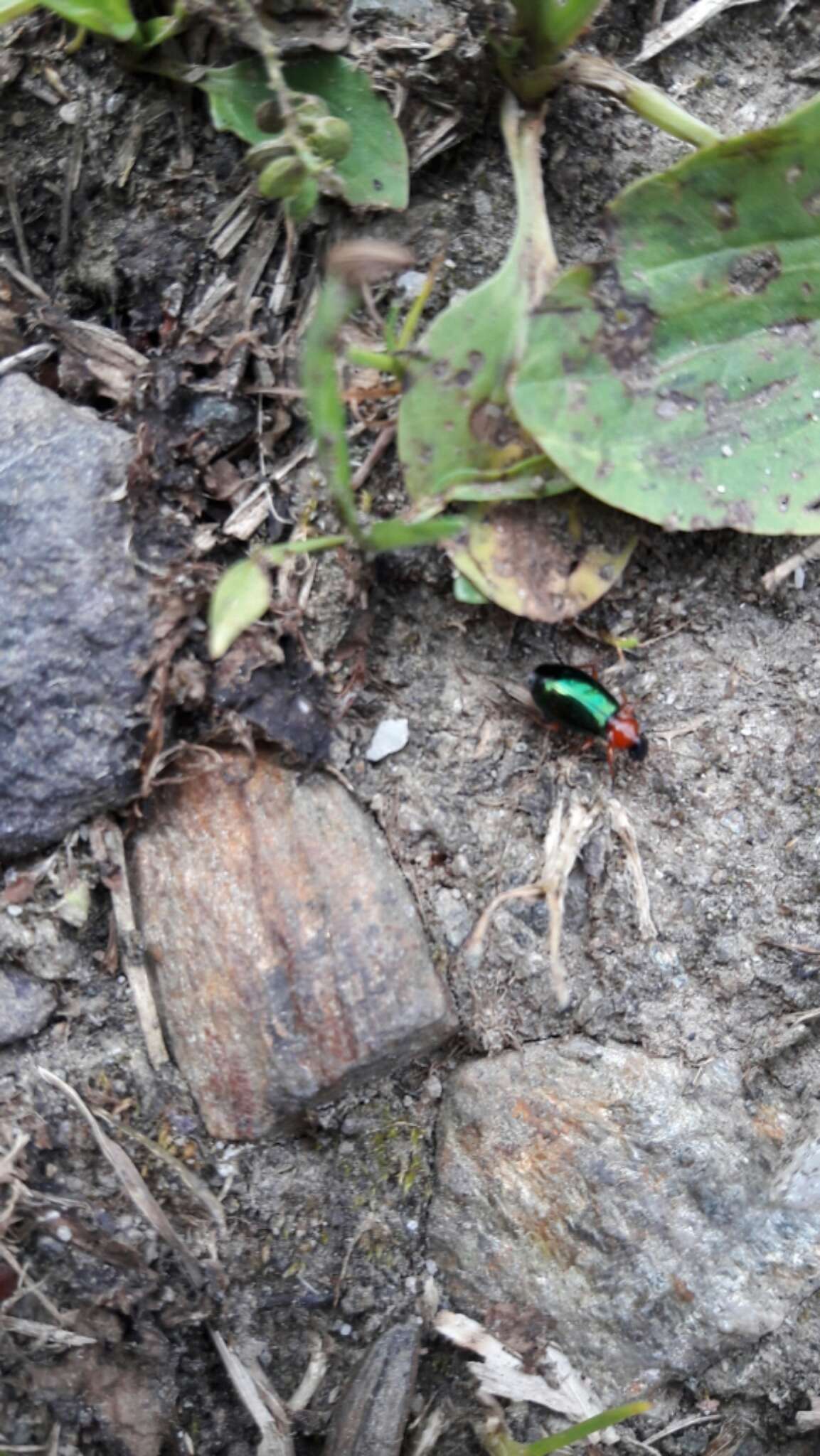 Image of Lebia (Lamprias) chlorocephala (J. J. Hoffmann 1803)