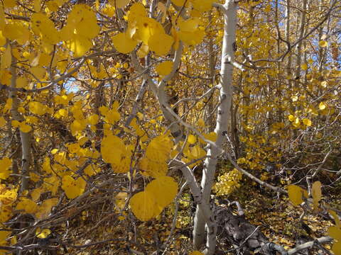 Image of quaking aspen