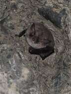 Image of <i>Myotis crypticus</i>