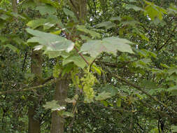 Imagem de Acer pseudoplatanus L.