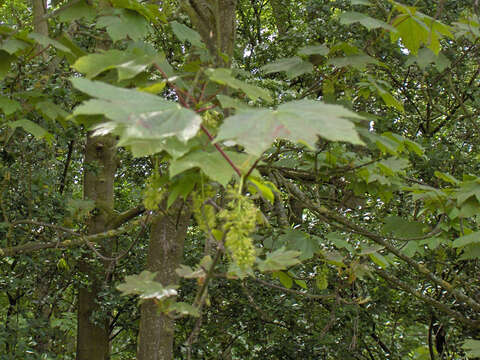 Imagem de Acer pseudoplatanus L.