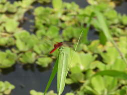 <i>Urothemis signata yiei</i> Asahina 1972 resmi