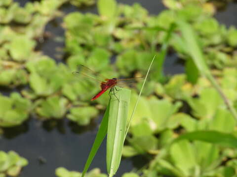 Imagem de <i>Urothemis signata yiei</i> Asahina 1972