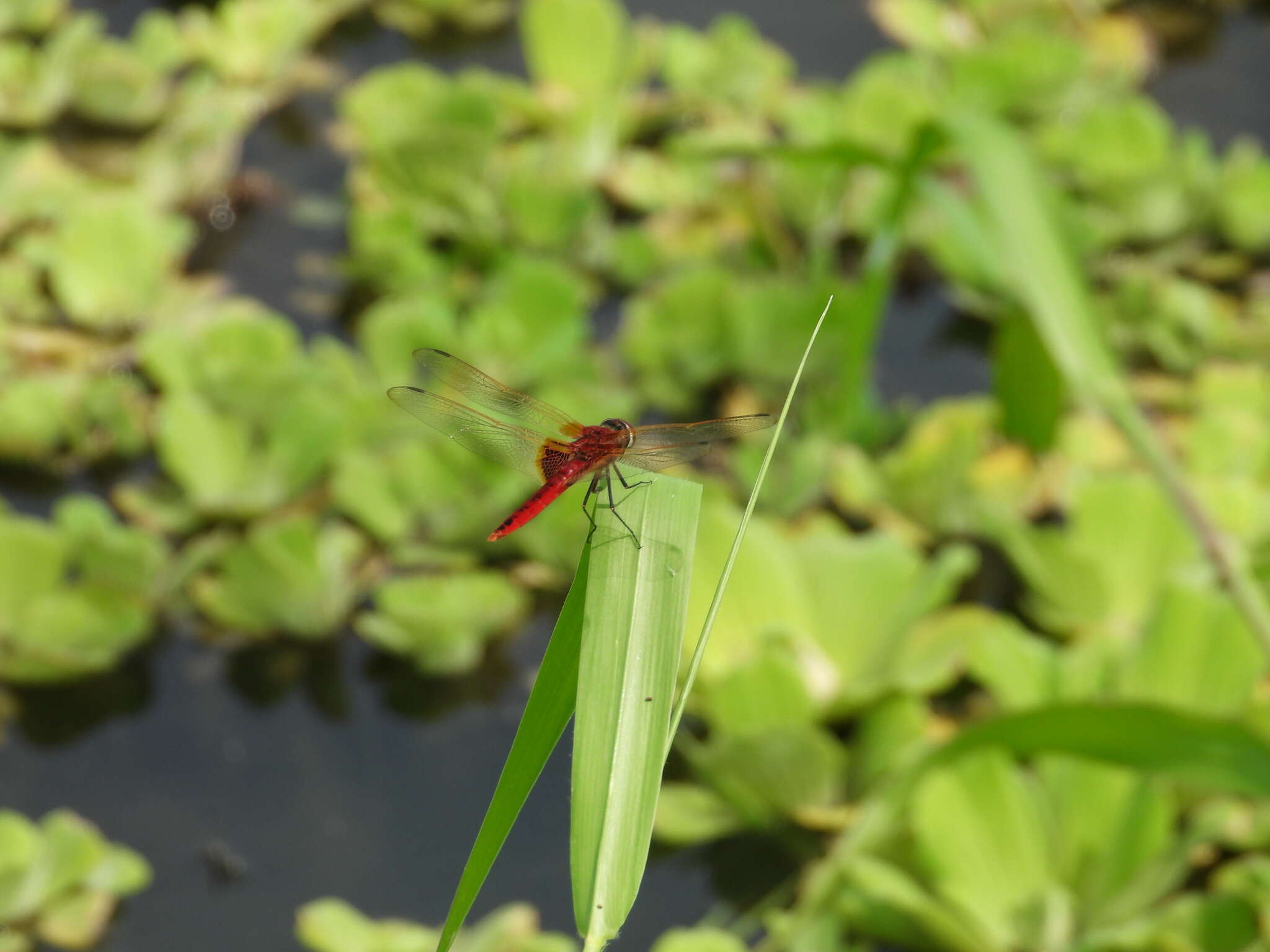 <i>Urothemis signata yiei</i> Asahina 1972 resmi