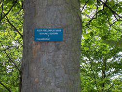 Imagem de Acer pseudoplatanus L.