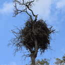 Image of Chaco Eagle