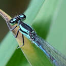 Image of Anisagrion kennedyi Leonard 1937