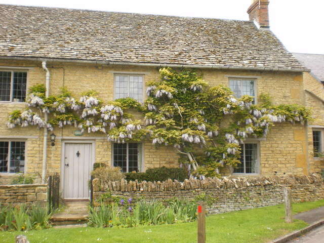 Image of Chinese wisteria