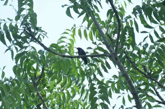 Image of Splendid Sunbird