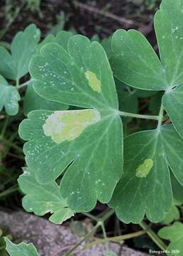 Image of Phytomyza aquilegiana Frost 1930