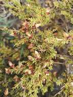 Image of Aspalathus arida subsp. procumbens (E. Mey.) R. Dahlgren