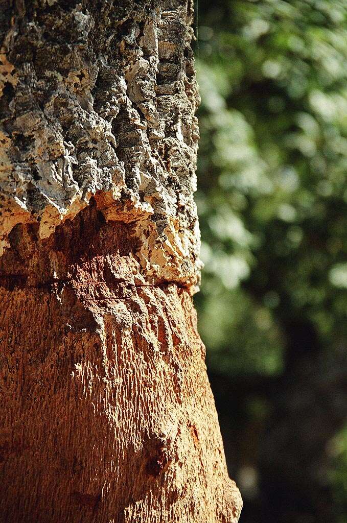 Image of Cork Oak