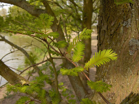 Image of dawn redwood